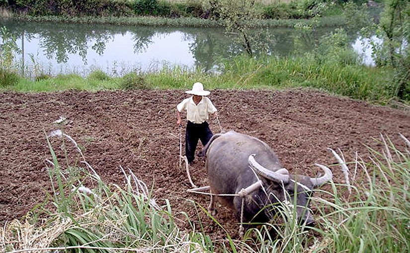 Biến đổi khí hậu có thể gây ra tình trạng mất an ninh lương thực