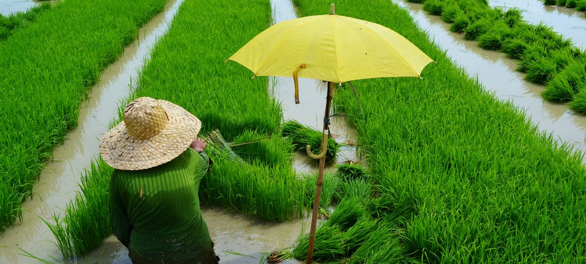 Chỉ số giá lương thực toàn cầu tăng tháng thứ hai liên tiếp