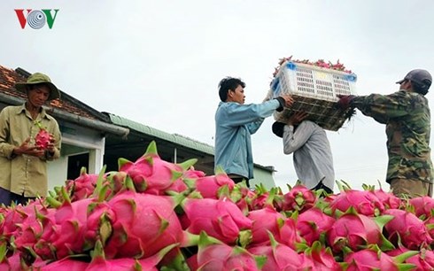 Trung Quốc dẫn đầu các quốc gia nhập khẩu rau quả của Việt Nam