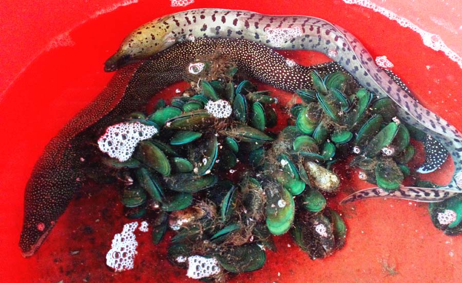 Cá chình Moray đang được nuôi dưỡng ở Huế