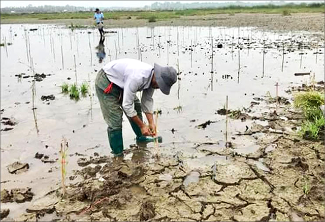 20 hectares of freshwater forest planted in O Lau estuary