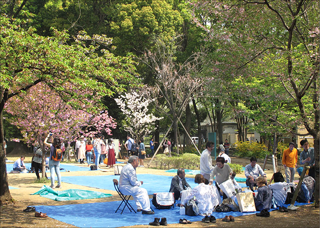 Narita hoa anh đào se rụng