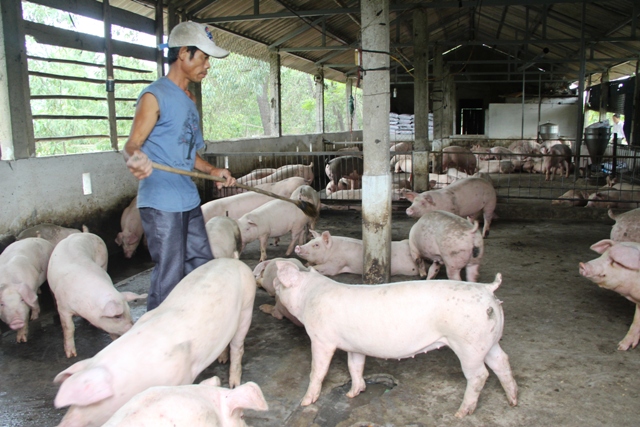 Giá heo hơi tăng
