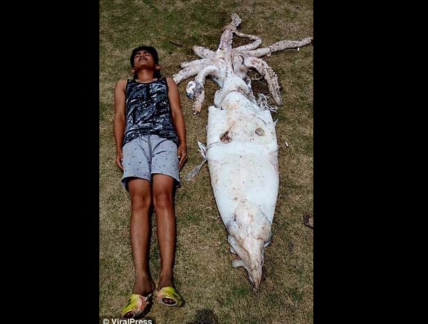 Philippines Bắt được mực ống dài hơn người trưởng thành