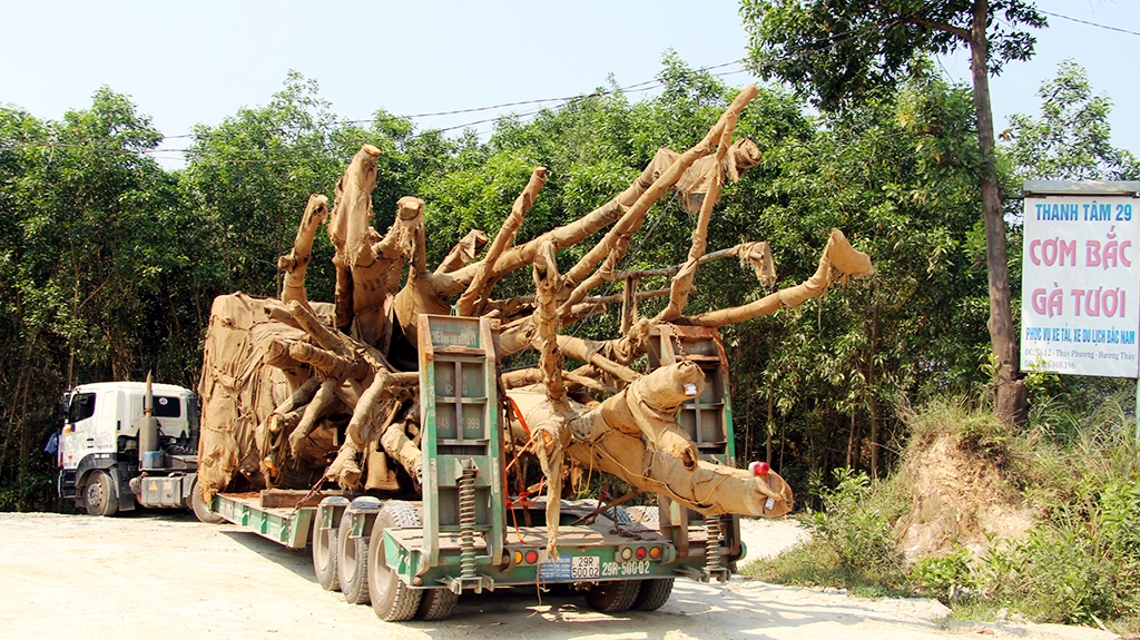 3 cây đa sộp chưa thể rời Huế ra Bắc