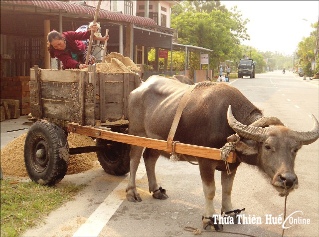 Nữ tài xế  xe trâu