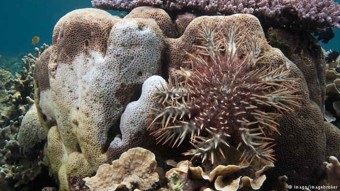 Australia chi nửa tỷ đô bảo vệ Rạn san hô Great Barrier