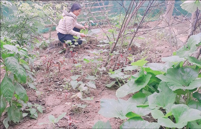 “Mỗi hố rác, một cây xanh”