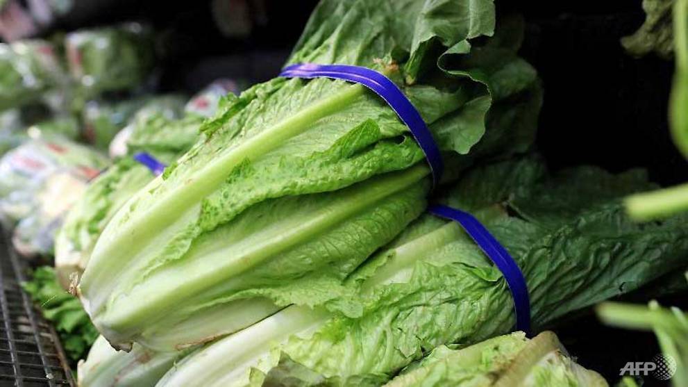 Mỹ ghi nhận ca tử vong đầu tiên do rau diếp nhiễm khuẩn E coli