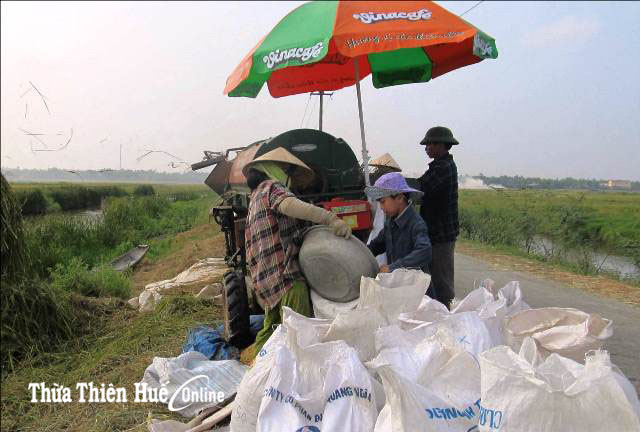 “Cánh đồng không đốt rơm rạ”