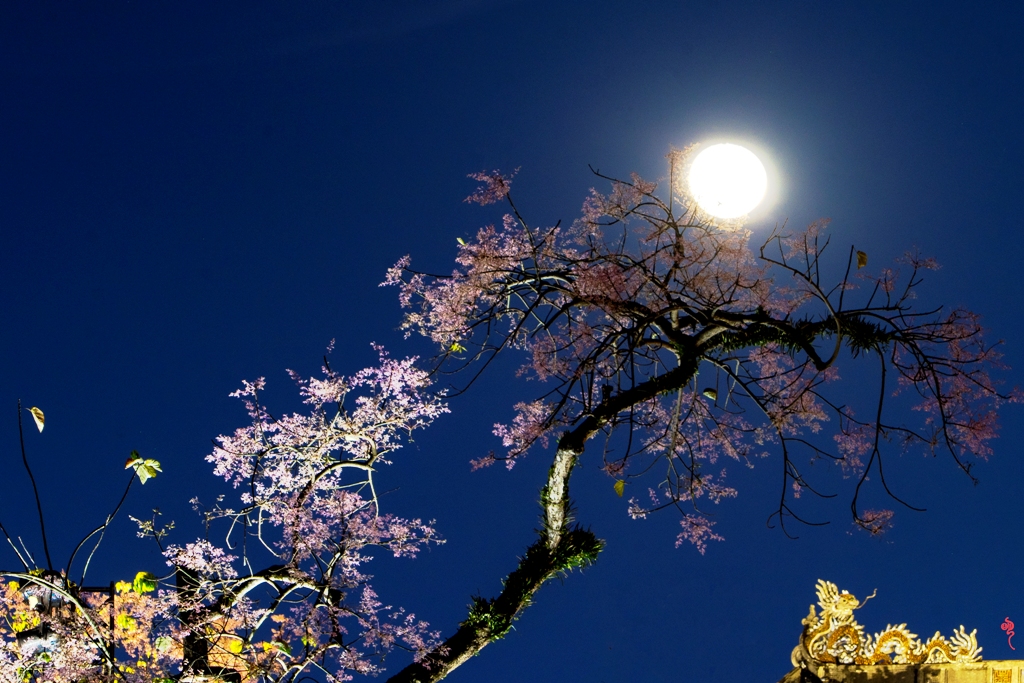 Giai điệu thái bình chốn Hoàng cung