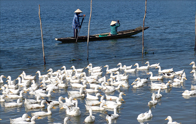 An toàn thủy cầm dịp Tết Đoan Ngọ
