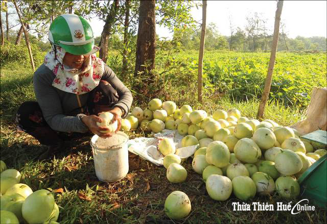 Dưa lê Vinh Xuân