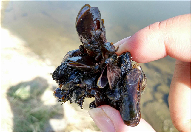 Kiếm tiền triệu mỗi ngày từ “vẹm đen”