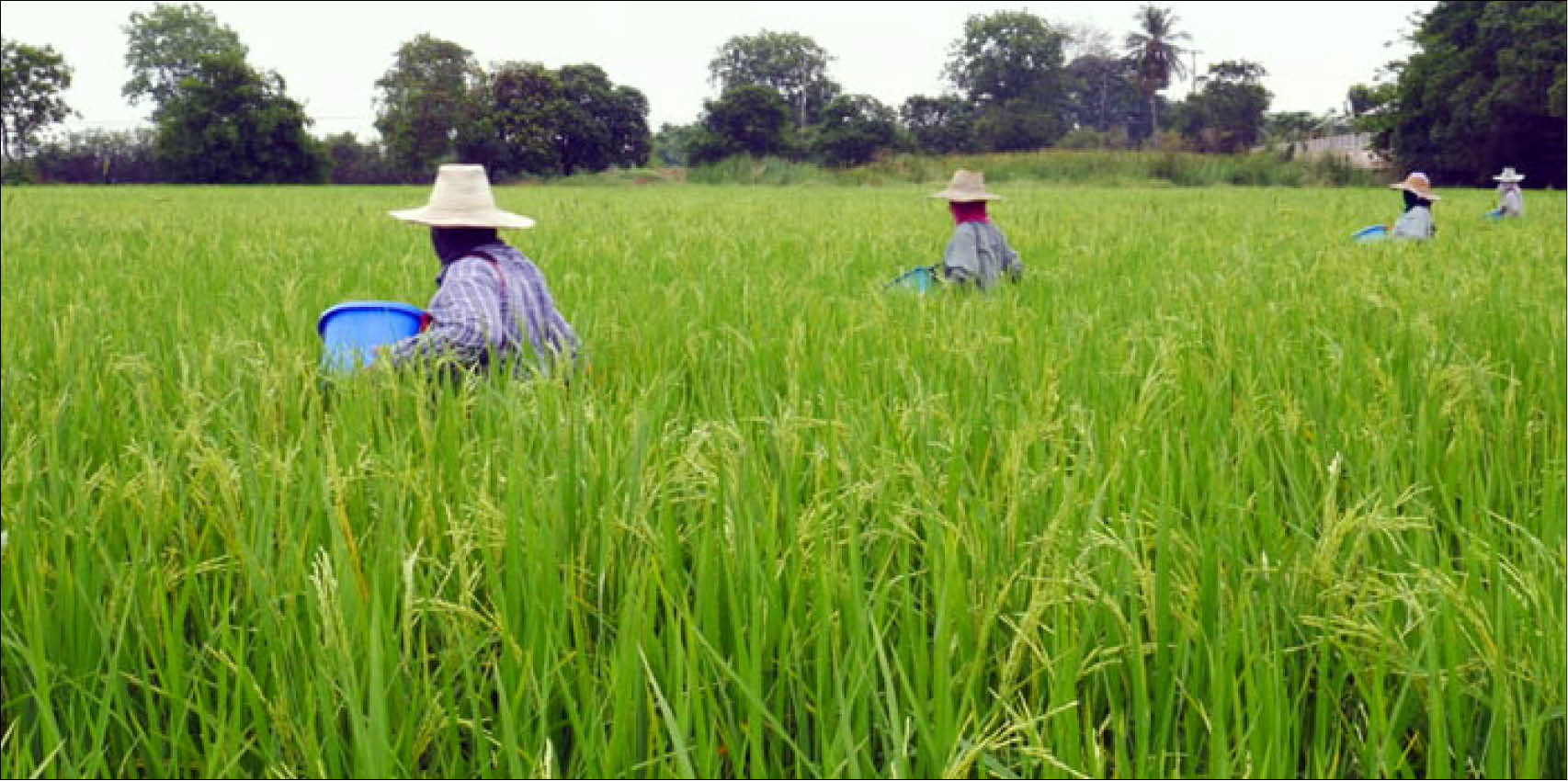Sự nóng lên toàn cầu tác động tiêu cực đến tình trạng lúa gạo