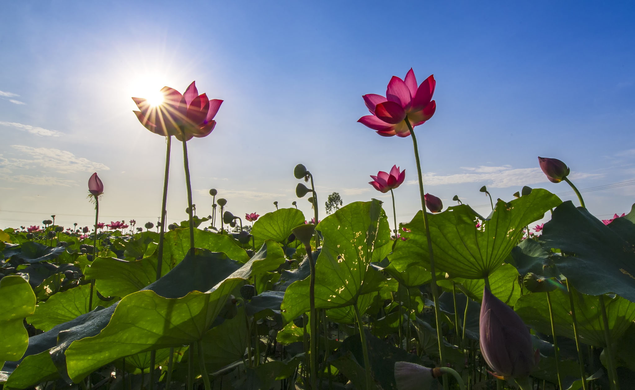 Lotus Season in Hue