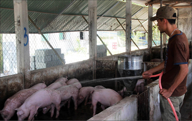 Heo hơi tăng giá, người nuôi chưa tái đàn