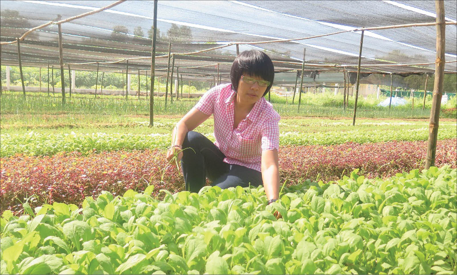 Vì bữa cơm an toàn