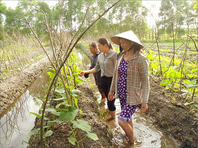 Như đóa hướng dương