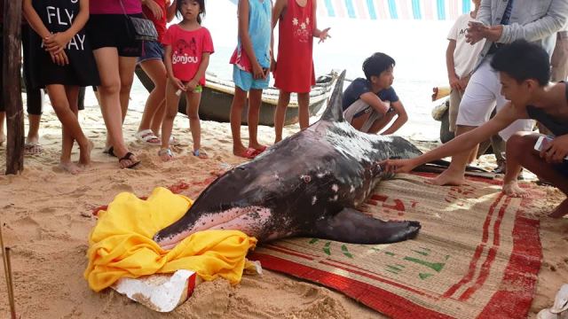 Giải cứu cá heo dạt vào bờ biển Thuận An