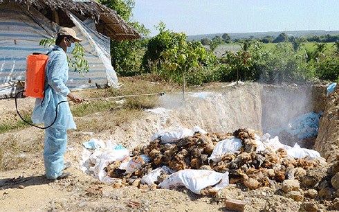 Trung Quốc bùng phát đợt cúm gia cầm mới