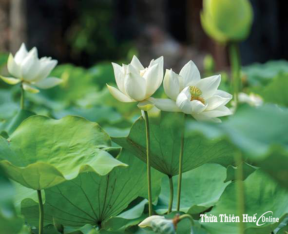 Hue Attracting tourists with the lotus festival