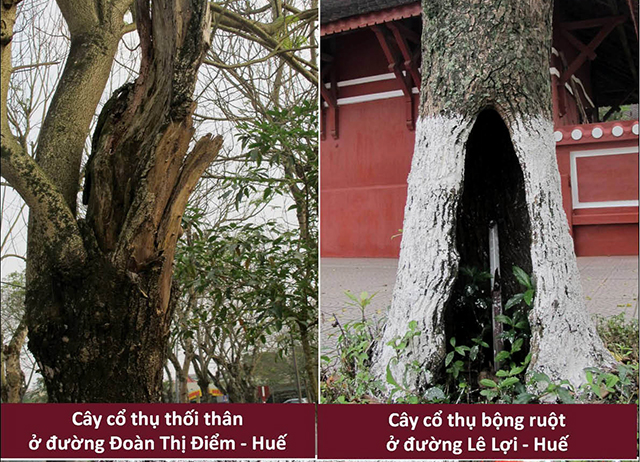 Hạn chế rủi ro do cây xanh gãy đổ