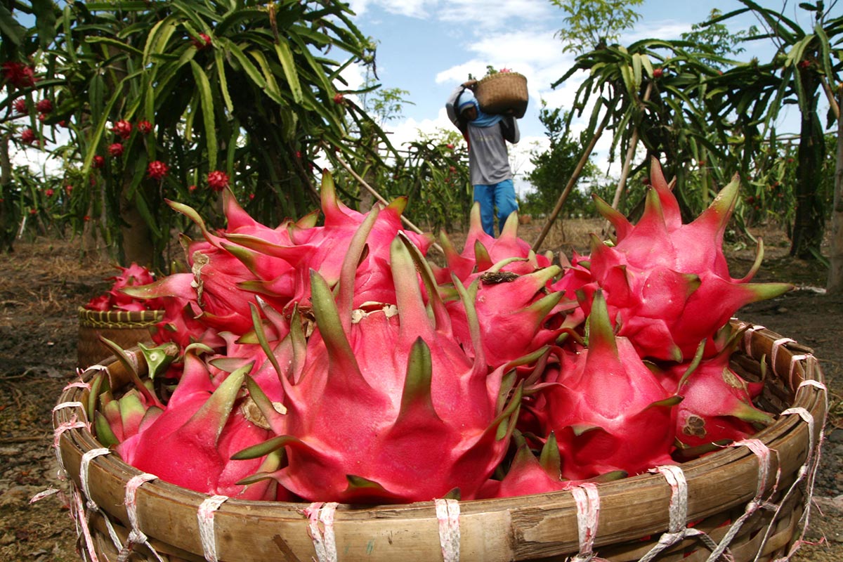 Tiềm năng lớn từ trái cây nhiệt đới đặc sản ASEAN