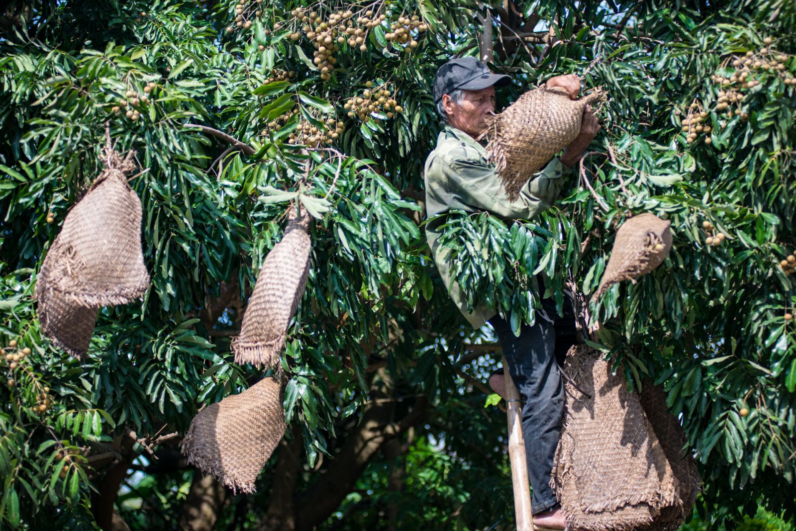 Ngọt thanh hương vị nhãn lồng