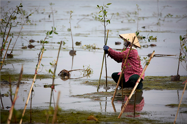 Ecosystem-based adaptation became a storm and flood resilience method in Thua Thien Hue province