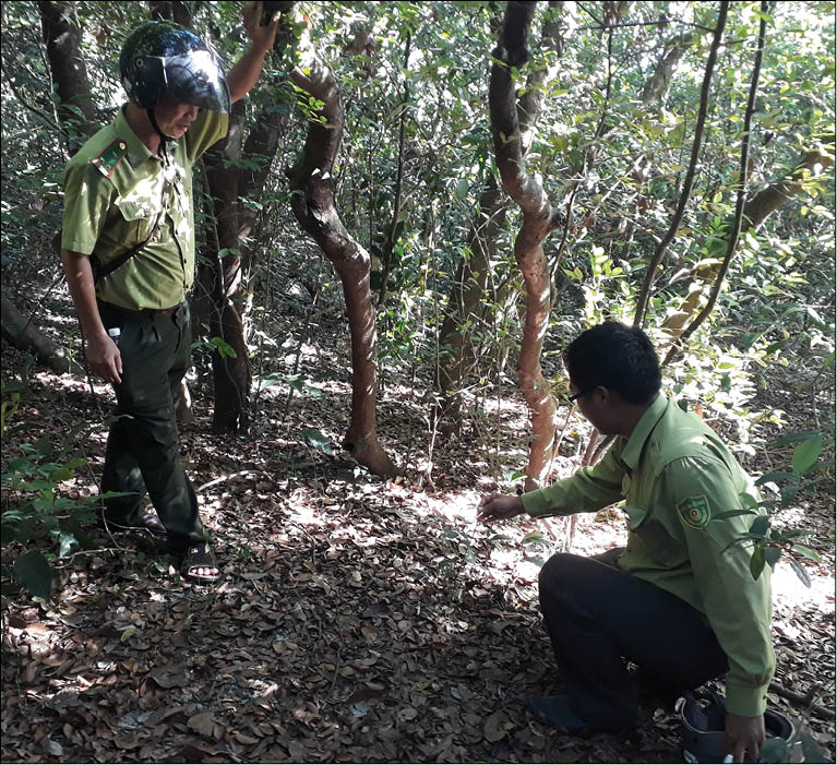 Khôi phục, trồng mới rừng cây bản địa