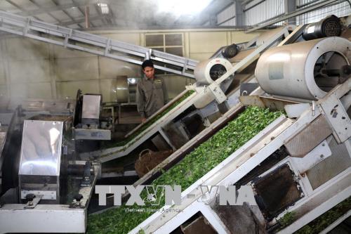 Xuất khẩu chè vẫn trong xu hướng giảm