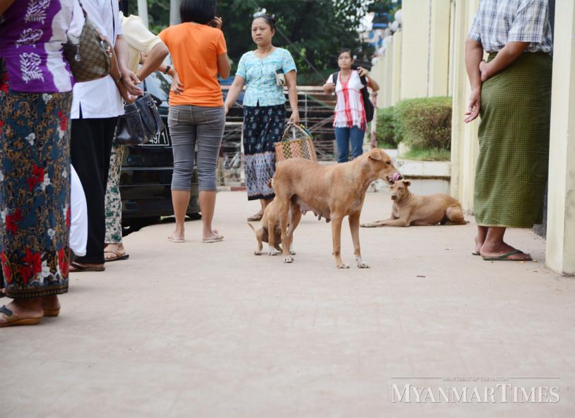 Myanmar nỗ lực xóa sổ bệnh dại