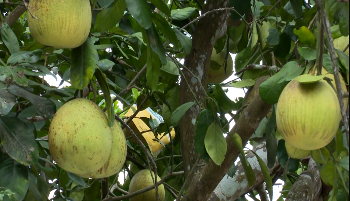 A taste of Hue’s ‘Thanh trà’