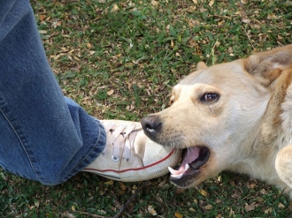 Anh Ứng dụng thực tế ảo hỗ trợ người dân tránh bị chó cắn