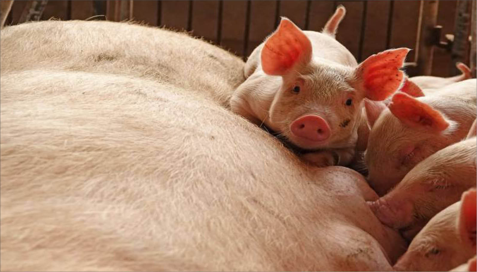 Liên Hiệp quốc cảnh báo khả năng lây lan dịch sốt heo châu Phi