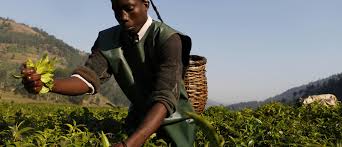 Châu Phi và trách nhiệm về tương lai thực phẩm toàn cầu