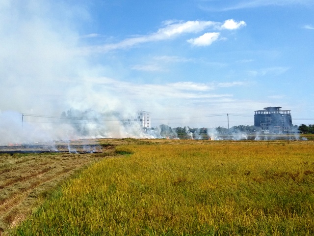 Tiềm ẩn tai nạn giao thông… do phơi lúa