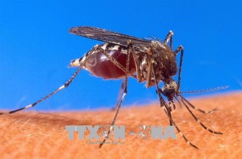 Virus Tây sông Nile xuất hiện tại Bulgaria