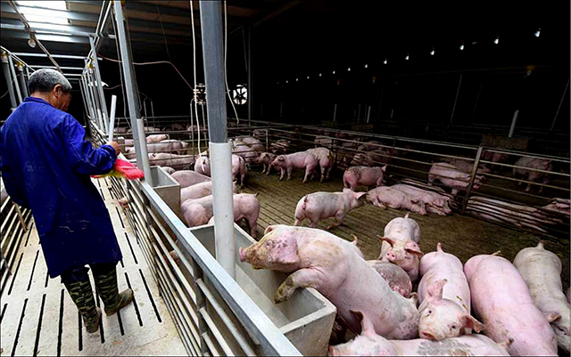 Hiệu quả của tiến trình phân hủy chất thải trong chăn nuôi ở Việt Nam