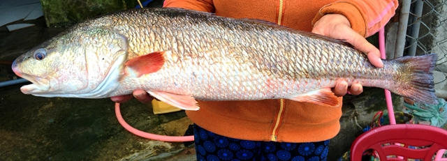 Nghi cá sủ vàng 4kg dính câu ngư dân