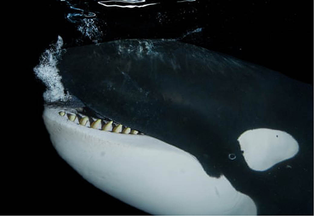 Cá voi sát thủ đối mặt với nguy cơ tiệt chủng do ô nhiễm chất độc ở đại dương