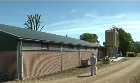 Lo ngại tả lợn châu Phi, Pháp có kế hoạch xây dựng hàng rào với Bỉ