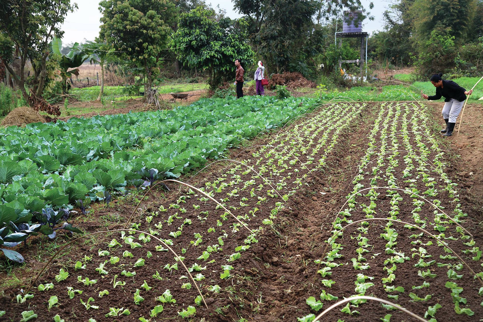 Lào dự kiến tăng sản lượng lúa gạo vào năm 2019