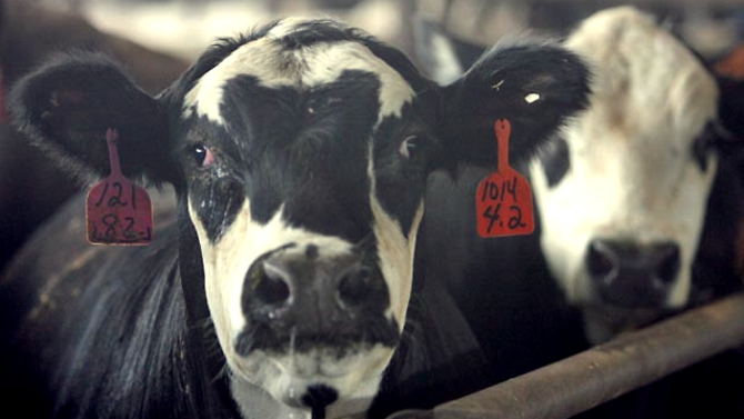 Xuất hiện dịch bò điên ở Scotland