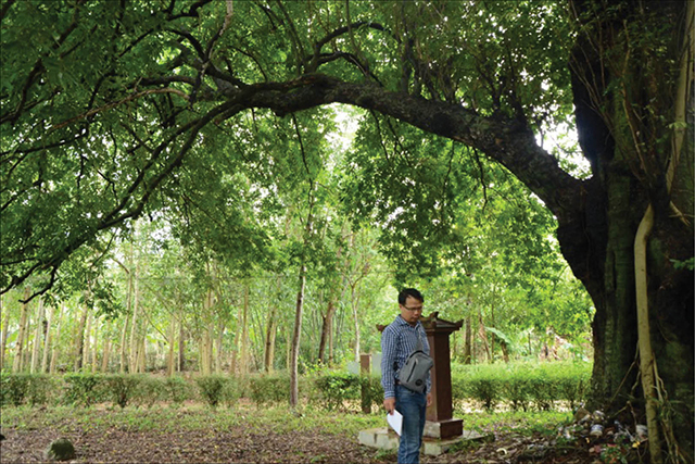 Preserving the heritage golden apple tree in Phuoc Tich ancient village