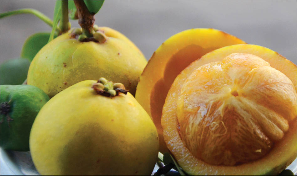 Quắt quay cây bứa, cá tràu