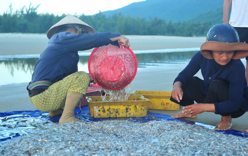 Trúng đợt cá cơm, ngư dân có nguồn thu nhập cao