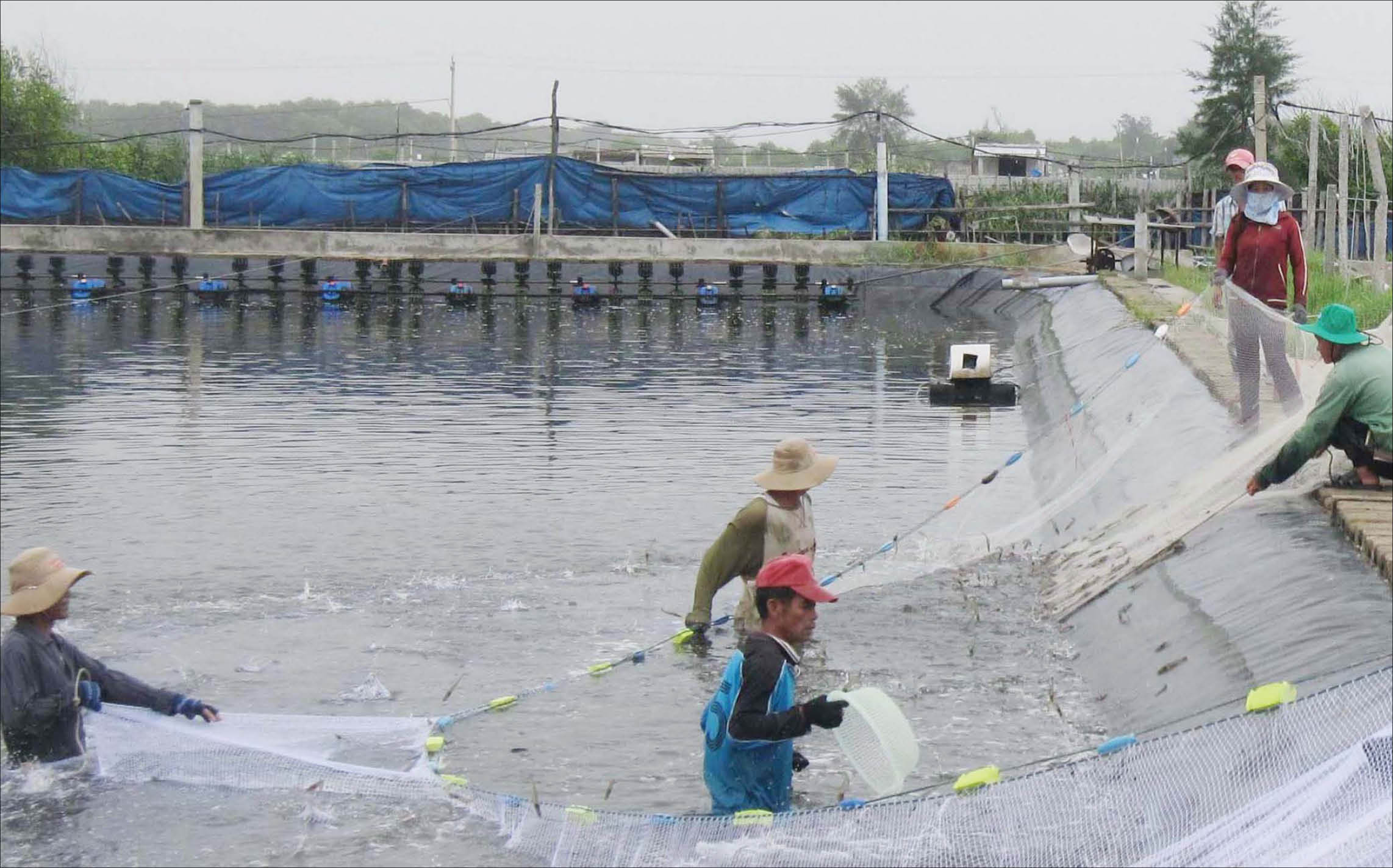 Nuôi tôm chân trắng bằng công nghệ nano