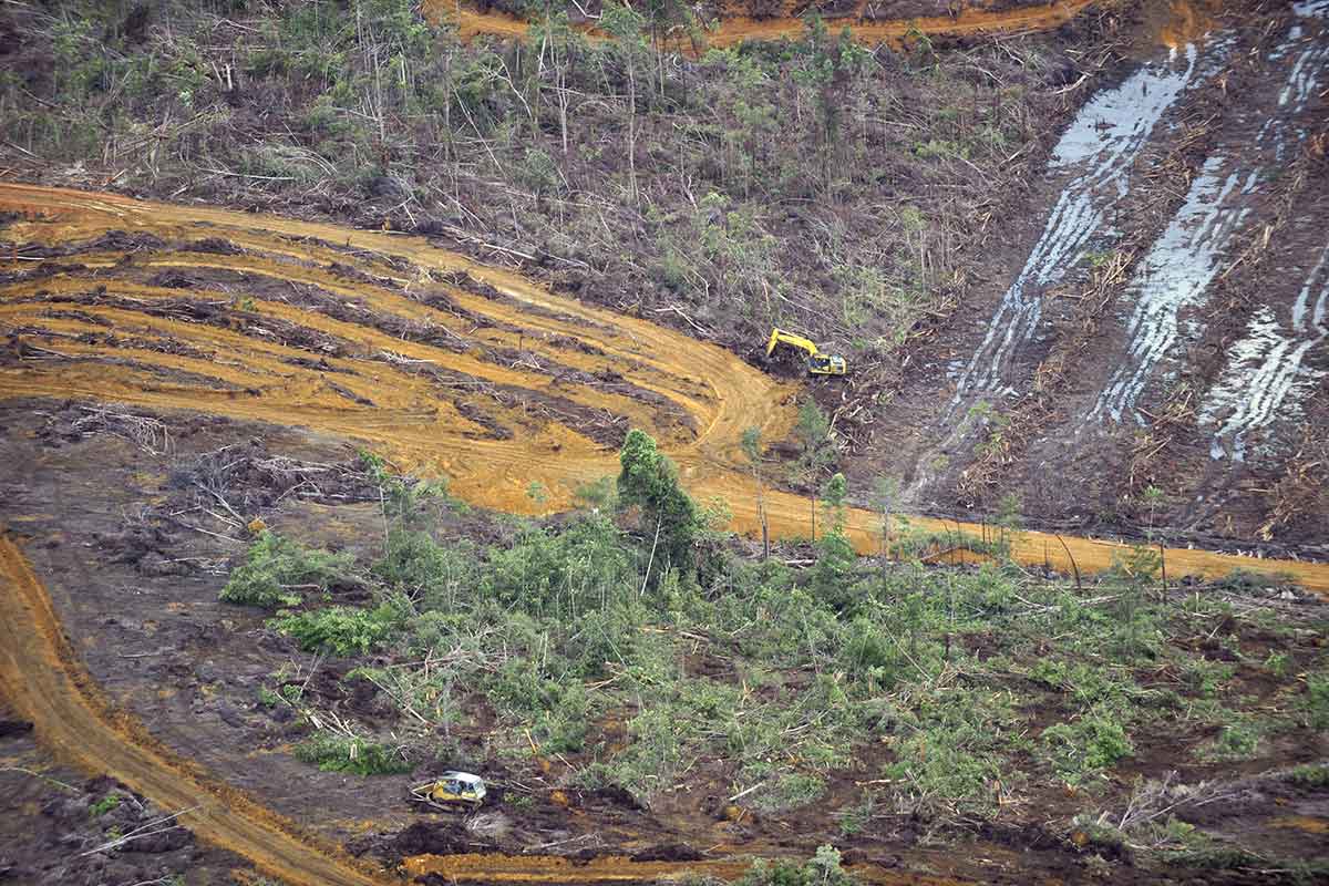 Thu hẹp đa dạng sinh học đang đe dọa loài người
